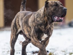 presa_canario_20211201_1508575813
